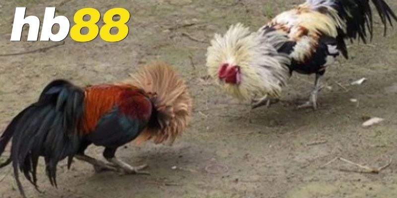 Đá gà HB88 là gì và vì sao lại hot đến vậy?