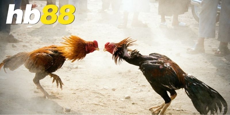Ưu điểm nổi bật khi chơi