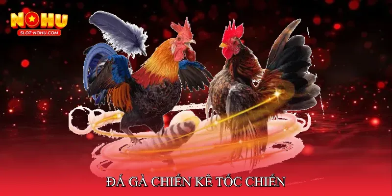Đá gà chiến kê tốc chiến