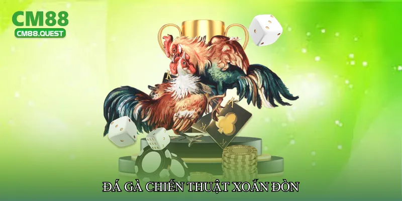 Đá gà chiến thuật xoắn đòn